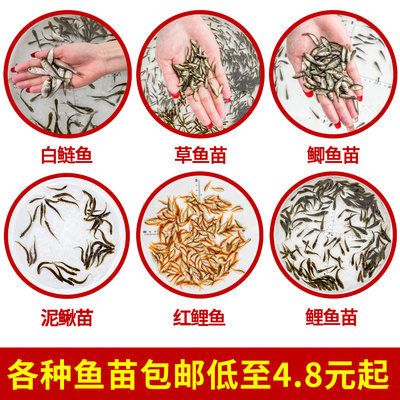 龍魚喂飼料好還是魚好一點：龍魚飼料與活餌的營養對比，