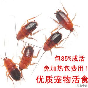 龍魚喂飼料好還是魚好一點：龍魚飼料與活餌的營養對比，