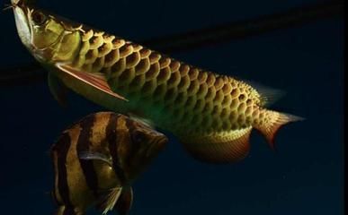 龍魚身上鱗片發白了怎么回事：龍魚身上鱗片發白可能由多種原因引起龍魚鱗片發白 龍魚身上鱗片發白了怎么回事：龍魚身上鱗片發白可能由多種原因引起龍魚鱗片發白 龍魚百科 第3張