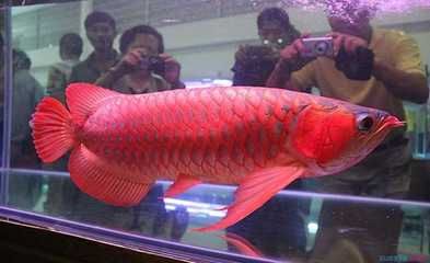 紅龍魚能混養嗎怎么養：紅龍魚混養指南