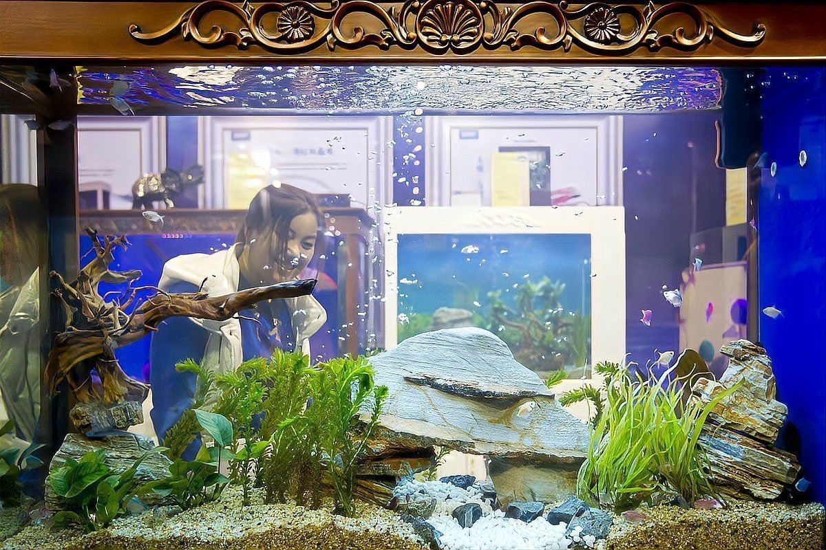 恐龍魚可以養(yǎng)幾條