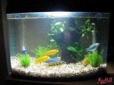 龍魚不在水面游是怎么回事？（龍魚不在水面游可能有多種原因，解決方法和解決方案）
