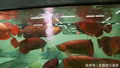紅龍魚怎么混養才漂亮:紅龍魚混養的技巧 龍魚百科 第2張 紅龍魚怎么混養才漂亮:紅龍魚混養的技巧 紅龍魚怎么混養才漂亮:紅龍魚混養的技巧 龍魚百科 第2張