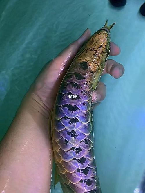 藍(lán)底金龍魚(yú)圖片高清圖 藍(lán)底金龍魚(yú)圖片高清圖 龍魚(yú)百科 第3張