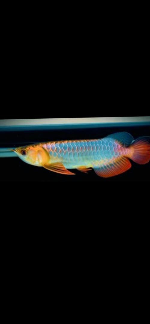 藍(lán)底金龍魚(yú)圖片高清圖 藍(lán)底金龍魚(yú)圖片高清圖 龍魚(yú)百科 第15張