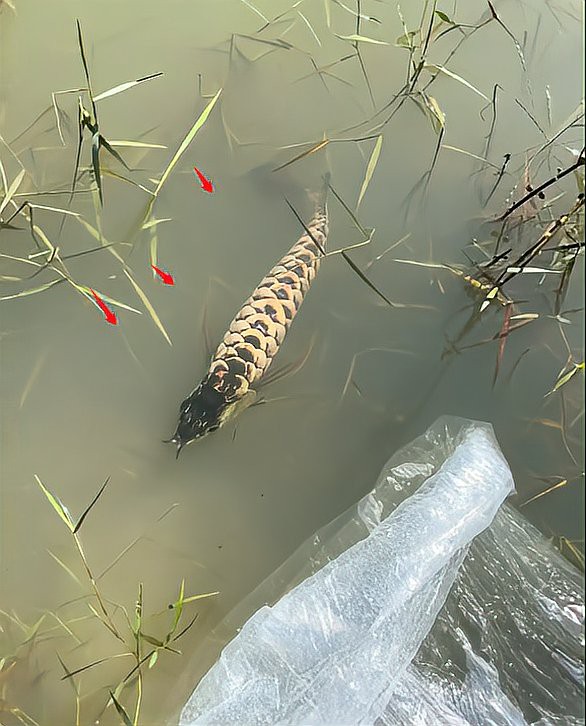 藍(lán)底金龍魚(yú)圖片高清圖 藍(lán)底金龍魚(yú)圖片高清圖 龍魚(yú)百科 第31張