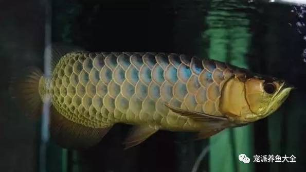藍(lán)底金龍魚(yú)圖片高清圖 藍(lán)底金龍魚(yú)圖片高清圖 龍魚(yú)百科 第30張