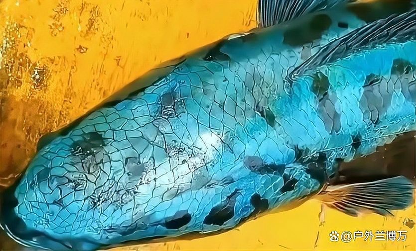 黑龍魚大概多少錢一條啊視頻