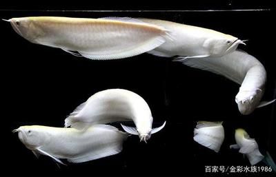 白色龍魚叫什么品種（白色龍魚是什么品種）