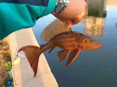 龍魚用什么釣最好：釣龍魚時，選擇合適的魚餌至關重要，龍魚釣魚地點推薦