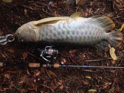 龍魚用什么釣最好：釣龍魚時，選擇合適的魚餌至關重要，龍魚釣魚地點推薦