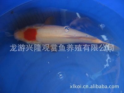 提高朱巴利魚繁殖成功率的方法：如何提高朱巴利魚繁殖成功率
