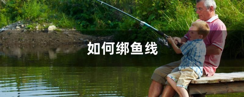 提高朱巴利魚繁殖成功率的方法：如何提高朱巴利魚繁殖成功率