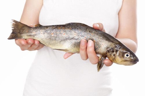 關刀魚可以和龍魚一起養嗎：關刀魚可以和龍魚一起養嗎，