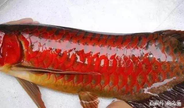 如何挑選紅龍魚幼魚呢（如何挑選優質的紅龍魚幼魚）