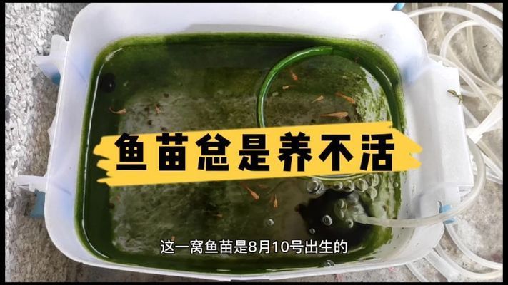 龍魚發(fā)色秘訣是什么意思啊視頻:關(guān)于龍魚發(fā)色的詳細(xì)解釋 龍魚百科 第1張 龍魚發(fā)色秘訣是什么意思啊視頻:關(guān)于龍魚發(fā)色的詳細(xì)解釋 龍魚發(fā)色秘訣是什么意思啊視頻:關(guān)于龍魚發(fā)色的詳細(xì)解釋 龍魚百科 第1張