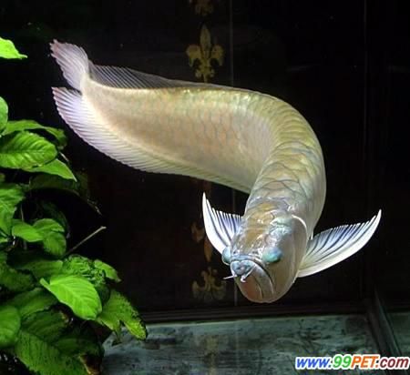 龍魚到處游:如何改善龍魚水質 龍魚百科 第2張 龍魚到處游:如何改善龍魚水質 龍魚到處游:如何改善龍魚水質 龍魚百科 第2張