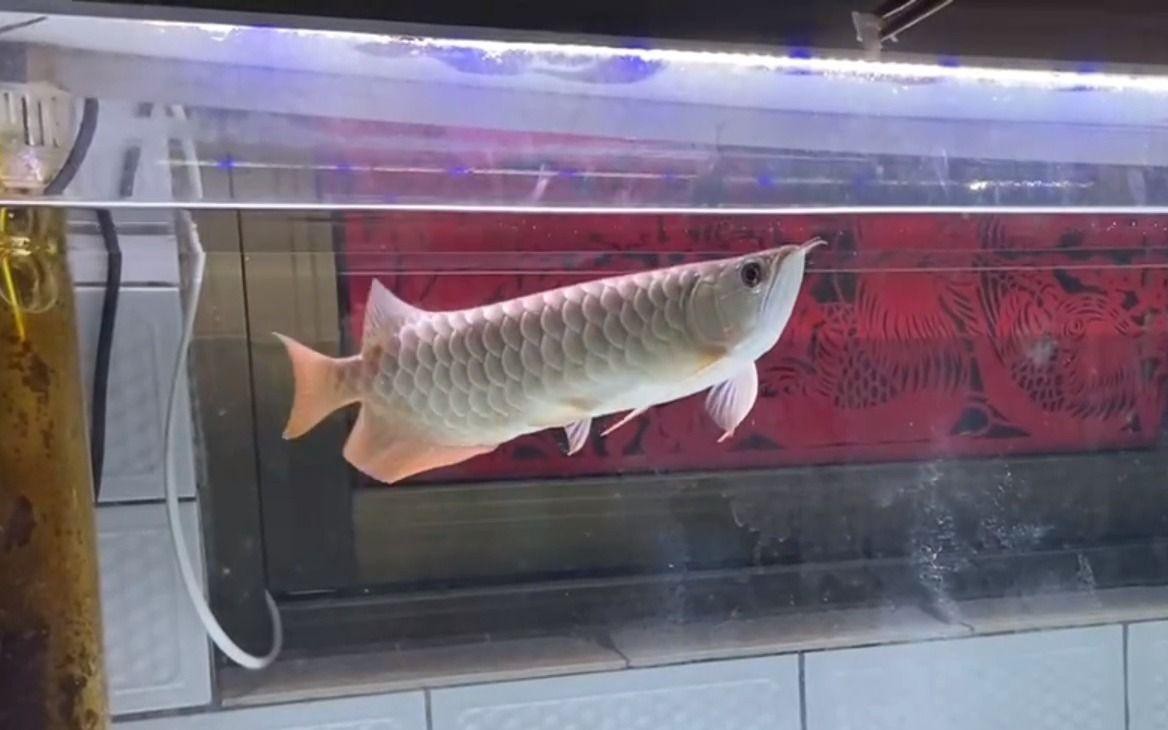 七鰭過背金龍魚多久喂一次？