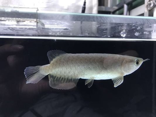 金龍魚等級怎么分（金龍魚的等級劃分）