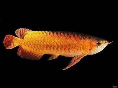 龍魚只在水面上游怎么回事：龍魚只在水面上游可能有多種原因 龍魚只在水面上游怎么回事：龍魚只在水面上游可能有多種原因 龍魚百科 第1張