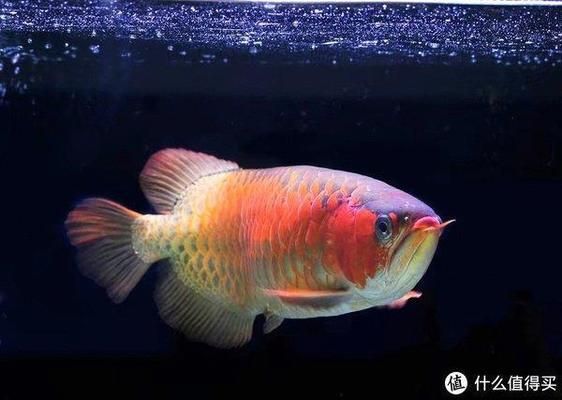 龍魚喂小魚注意事項(xiàng)有哪些呢：喂養(yǎng)龍魚小魚時(shí)