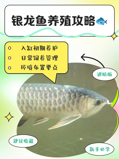 銀龍魚喂養(yǎng)方法圖解