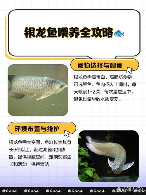 銀龍魚喂養(yǎng)方法圖解