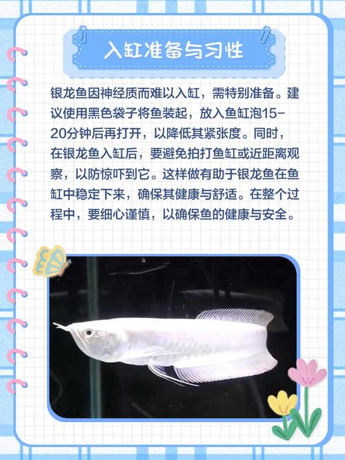 銀龍魚喂養(yǎng)方法圖解