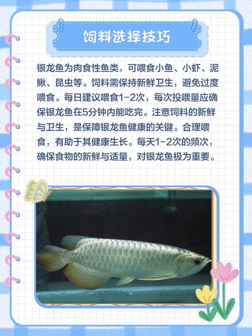 銀龍魚喂養(yǎng)方法圖解