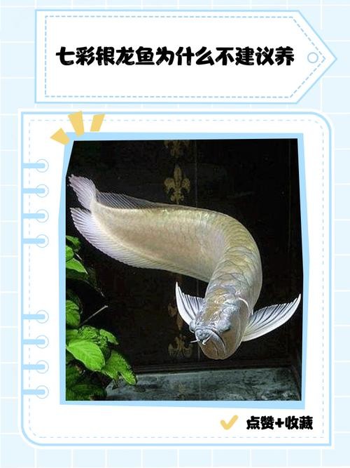 銀龍魚喂養(yǎng)方法圖解