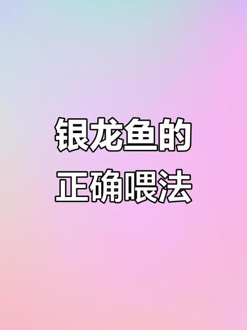 銀龍魚喂養(yǎng)方法圖解