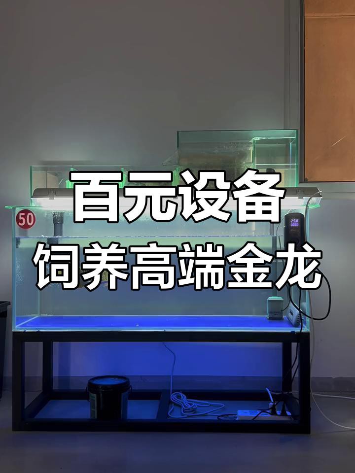 養殖龍魚需要哪些設備？
