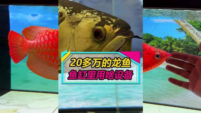 養殖龍魚需要哪些設備？