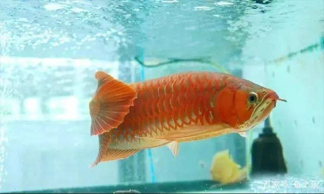 龍魚的顏色是自然的還是后天的呢圖片：如何通過飼養技巧改善龍魚的顏色