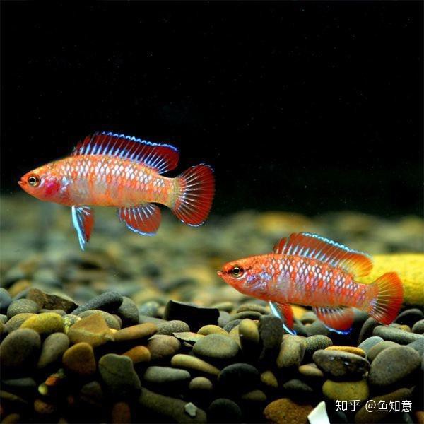火焰變色龍魚公母 火焰變色龍魚公母 龍魚百科 第2張