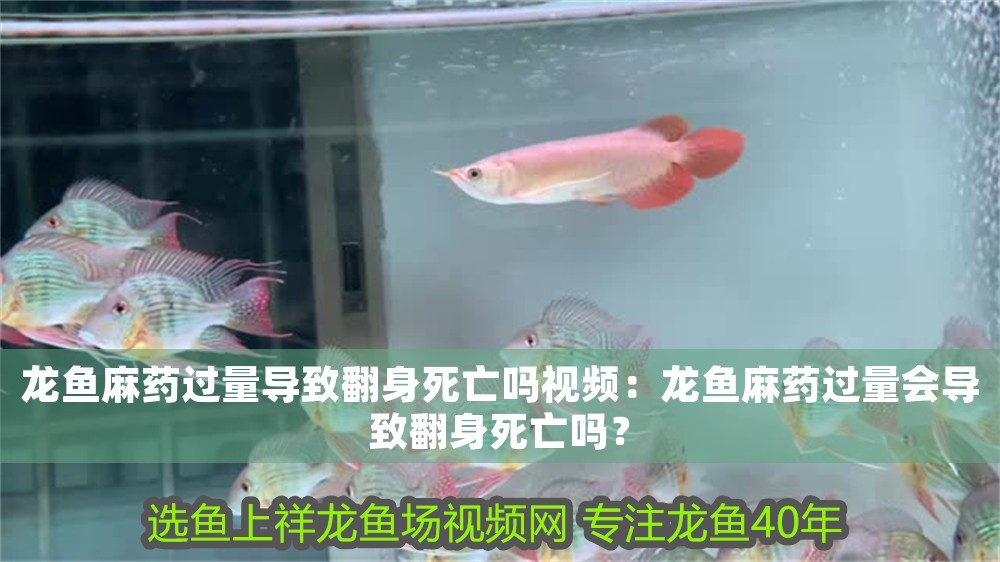 龍魚麻藥過量導致翻身死亡嗎視頻：龍魚麻藥過量會導致翻身死亡嗎？