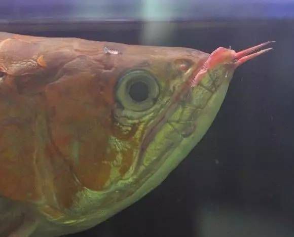 龍魚手術(shù)后的恢復(fù)：龍魚兜嘴手術(shù)后的恢復(fù)