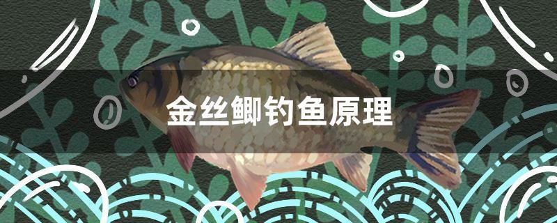 金絲鯽釣魚原理