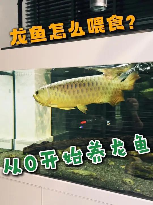 紅龍魚(yú)喂蝦時(shí)需要注意什么