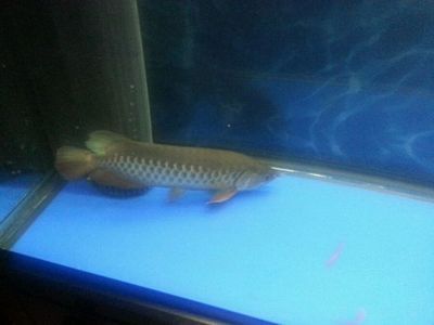 金龍魚食欲不好的原因是水質問題、喂食不當、環境變化：金龍魚食欲不好怎么辦
