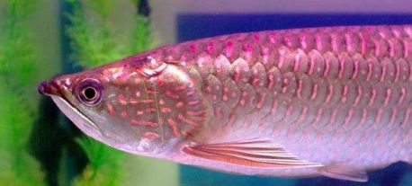 龍魚水的ph太低怎么辦（養(yǎng)龍魚水質(zhì)ph值低怎么辦）