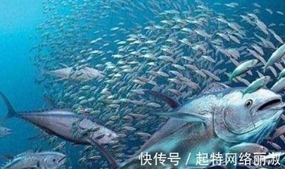 龍魚水的ph太低怎么辦（養(yǎng)龍魚水質(zhì)ph值低怎么辦）