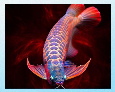 龍魚浮頭最好三個部位