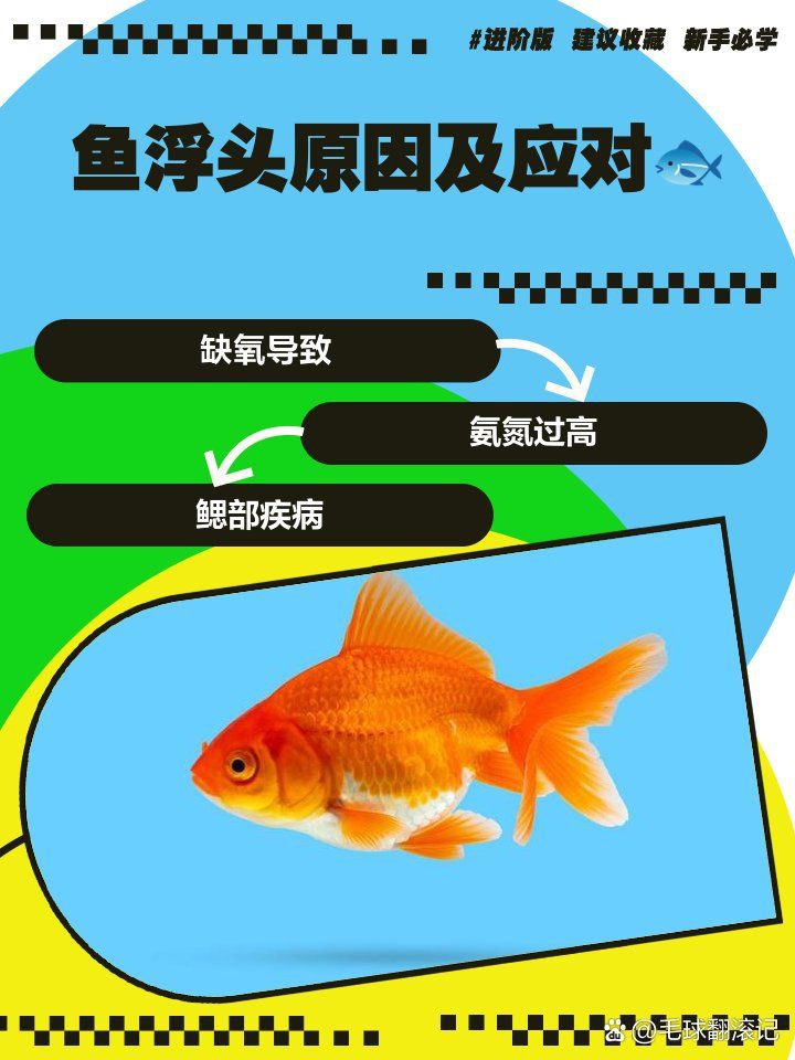 龍魚浮頭最好三個部位