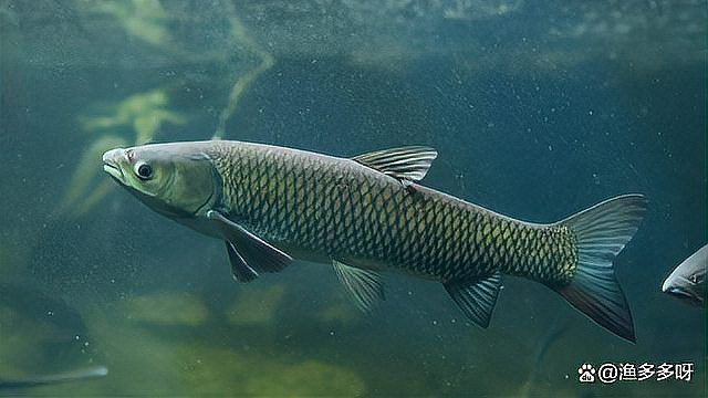 龍魚浮頭最好三個部位