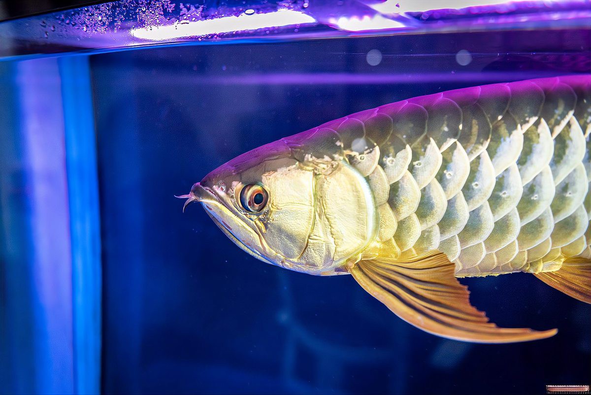 如何把金龍魚養好