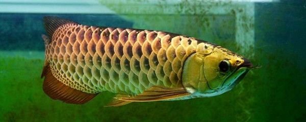 為什么龍魚三條不打架：為什么龍魚三條不打架呢？