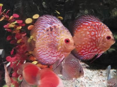 七彩神仙魚跟龍魚混養怎么樣：七彩神仙魚和龍魚混養怎么樣