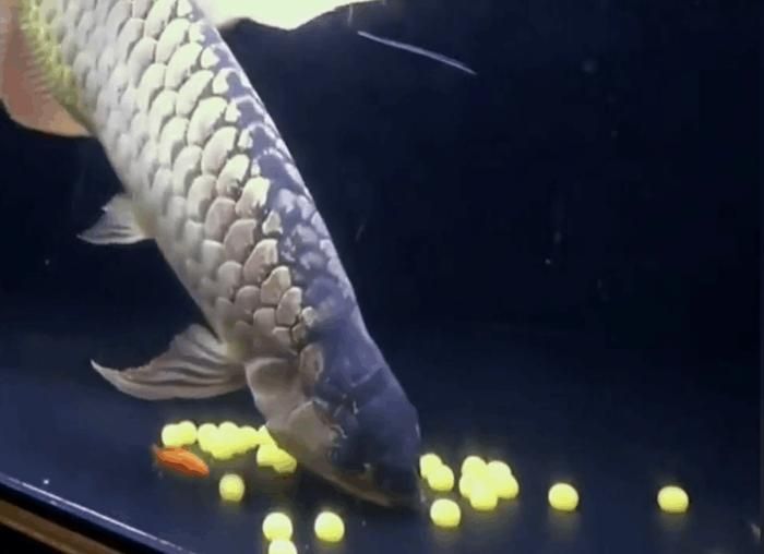 金龍魚不能養兩條:金龍魚為什么不能養兩條 龍魚百科 第1張 金龍魚不能養兩條:金龍魚為什么不能養兩條 金龍魚不能養兩條:金龍魚為什么不能養兩條 龍魚百科 第1張
