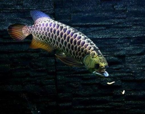 金龍魚不能養兩條：金龍魚為什么不能養兩條 金龍魚不能養兩條：金龍魚為什么不能養兩條 龍魚百科 第4張